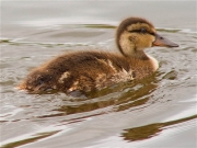 Juvenil d'Ànec collverd (Anas platyrhynchos)