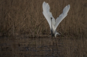 Agró blanc (Ardea alba)