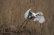 Agró blanc (Ardea alba)