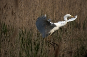 Agró blanc (Ardea alba)