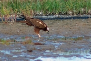 Femella d'Arpella vulgar (Circus aeruginosus)