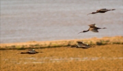 Capons reial (Plegadis falcinellus) en vol