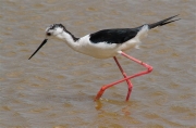 Cames llargues (Himantopus himantopus)