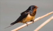 Oreneta vulgar (Hirundo rustica)