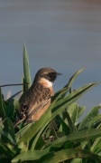 Bitxac comú (Saxicola torquatus).