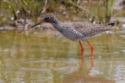 Gamba roja vulgar (Tringa totanus)