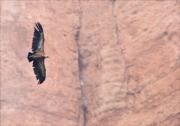 Voltor comú (Gyps fulvus)