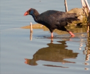 Polla blava (Porphyrio porphyrio)