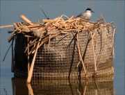 Fumarell carablanc (Chlydonias hybridus)