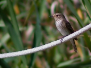 Papamosques gris (Muscicapa striata)