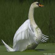 Cisnes en los "Aiguamolls"