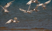 Estol de Xatrac bec-llarg (Sterna sandvicensis) 2/2