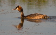 Cabussó emplomallat (Podiceps cristatus)