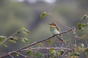 Abellerol (Merops apiaster)