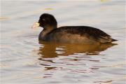 Jove de Fotja (Fulica atra)