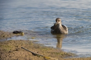 Polla d'aigua (Gallinula chloropus)