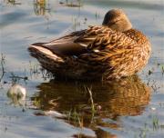 Ànec collverd (Anas platyrhynchos)