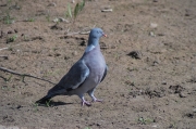 Tudó (Columba palumbus)