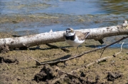 Corriol petit (Charadrius dubius) [