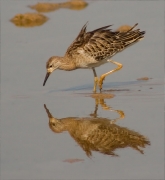 Batallaire (Philomachus pugnax)