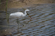 Martinet blanc (Egretta garzetta)