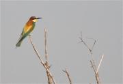 Abellerol (Merops apiaster)