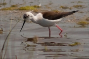 Cames llargues (Himantopus himantopus)