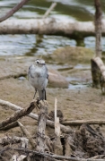 Cuereta blanca vulgar (Motacilla alba)