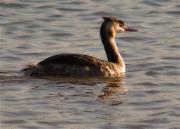 Cabussó emplomallat (Podiceps cristatus)