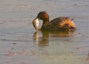 Cabusset (Tachybaptus ruficollis)