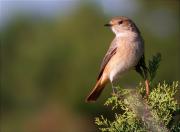 Cotxa fumada (Phoenicurus ochruros)