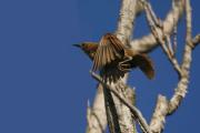 Estornino pinto (Sturnus  vulgaris)