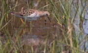 Femella de Batallaire (Philomachus pugnax)