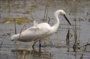 Martinet blanc (Egretta garzetta)