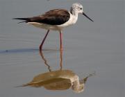 Cames Llargues (Himantopus himantopus)