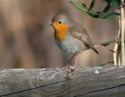 Pit roig (Erithacus rubecola)