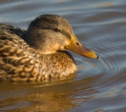 Femella d'Ànec collverd (Anas platyrhynchos)