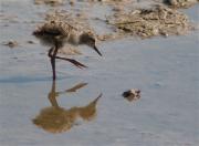 Cames Llargues (Himantopus himantopus)