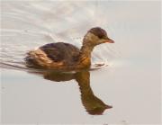 Cabusset (Tachybaptus ruficollis)