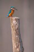 Blauet (Alcedo athis)