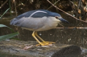 Martinet de nit (Nycticorax nycticorax)