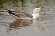 Immadur de Gavià argentat (Larus michahellis)