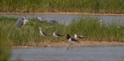 Ben lluny: Garsa de mar (Haematopus ostralegus)