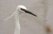 Martinet blanc (Egretta garzetta)