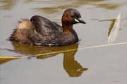 Cabusset (Tachybaptus ruficollis)