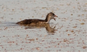 Jove de Fotja (Fulica atra)