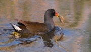 Polla d'aigua (Gallinula chloropus)