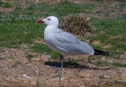 Gavina corsa (Larus audouinii)