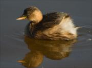 Cabusset (Tachybaptus ruficollis)