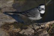 Cuereta blanca vulgar (Motacilla alba)